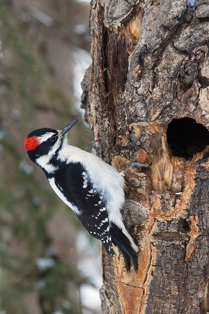 Hairy Woodpecker-winter survivor